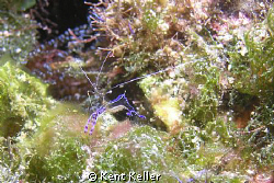Pederson Shrimp by Kent Keller 